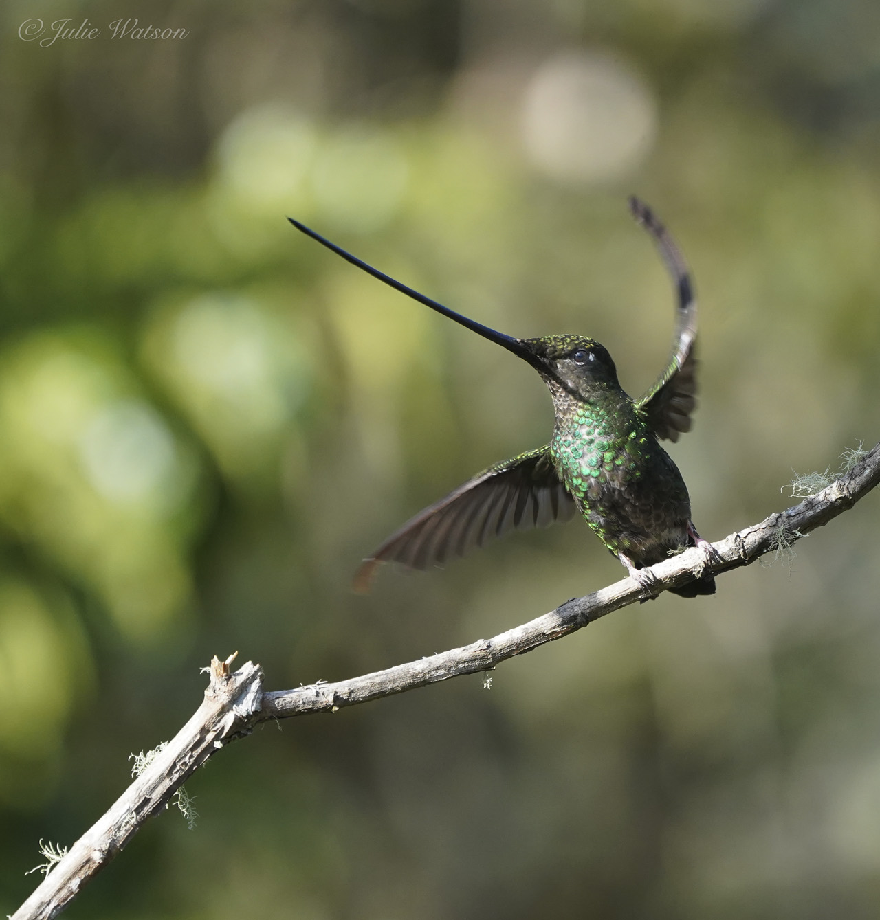 Swordbilled Hummingbird, with the largest bill compared to body size, of any bird.
