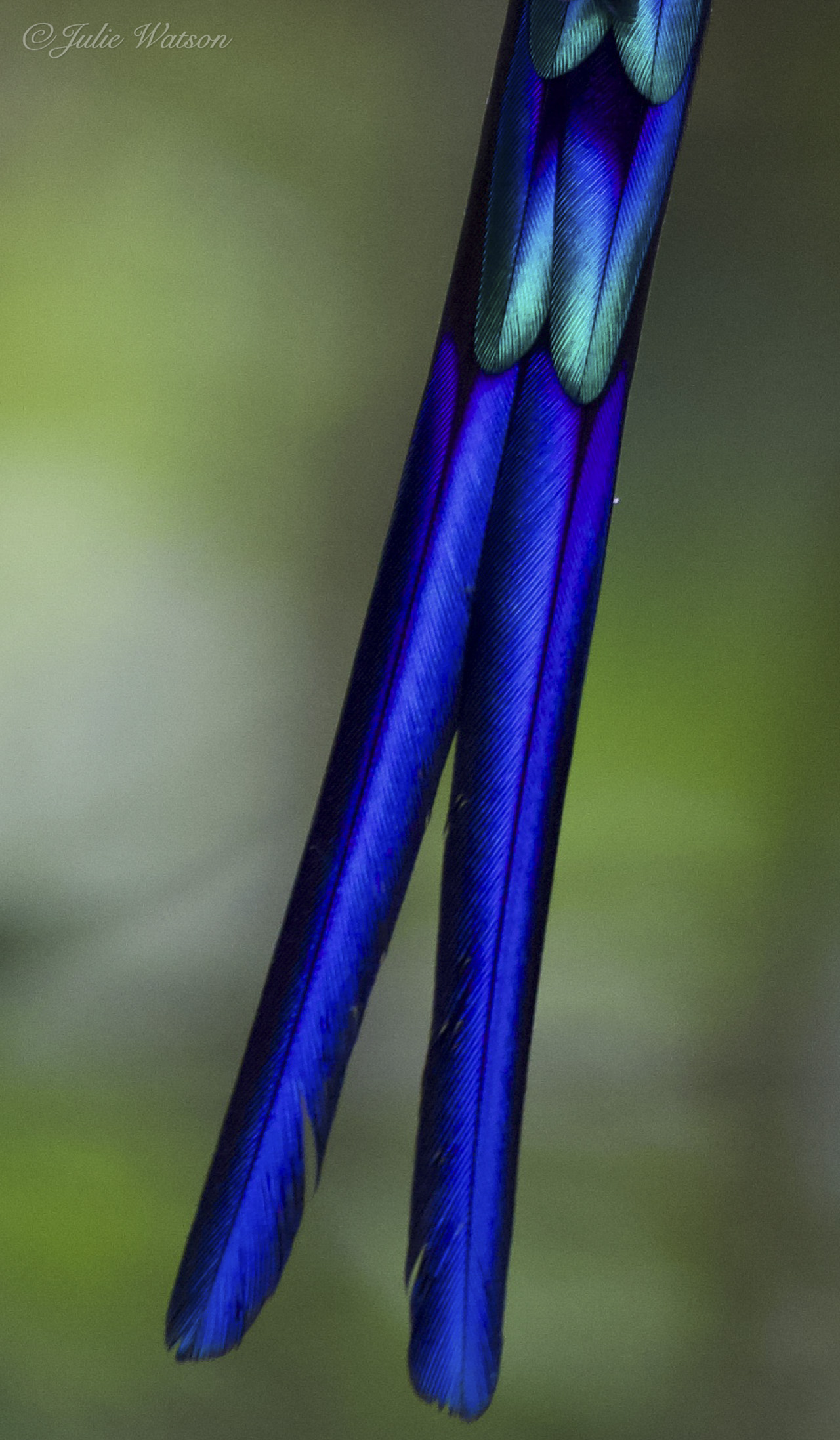 Las plumas de la cola del Sylph de cola violeta, nuestra la belleza de los colibríes de Ecuador