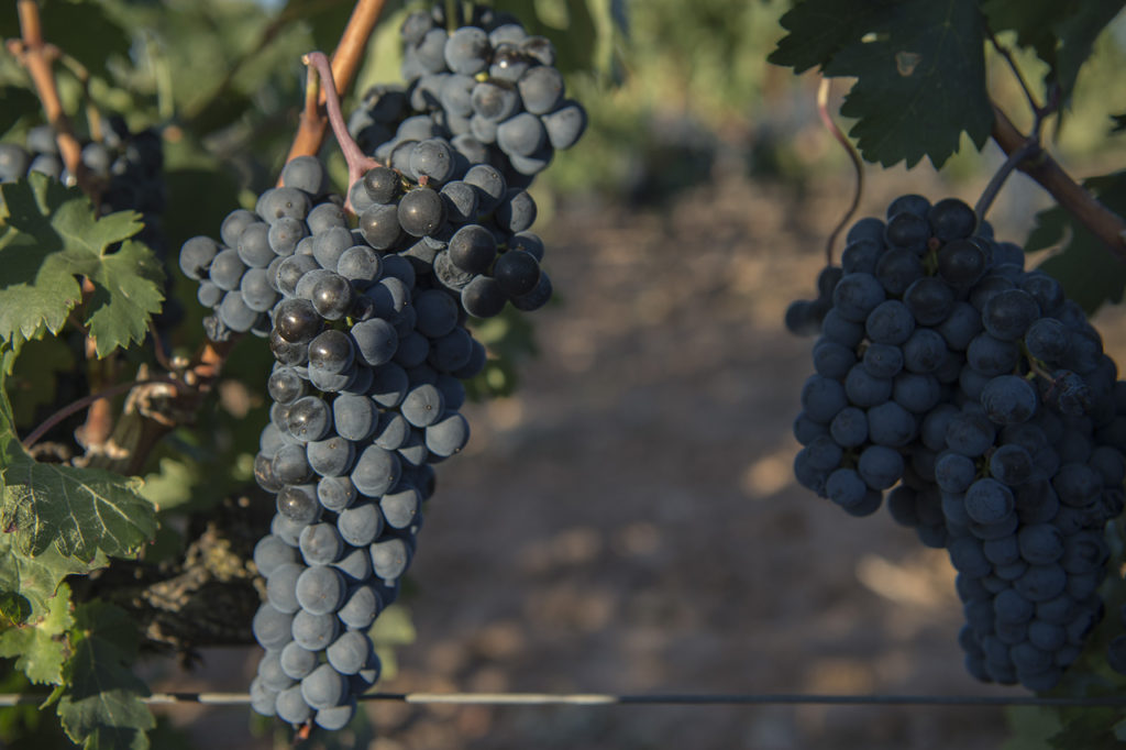 La uva negra o uva Tinta del País protagoniza un año más la vendimia en la Ribera del Duero.