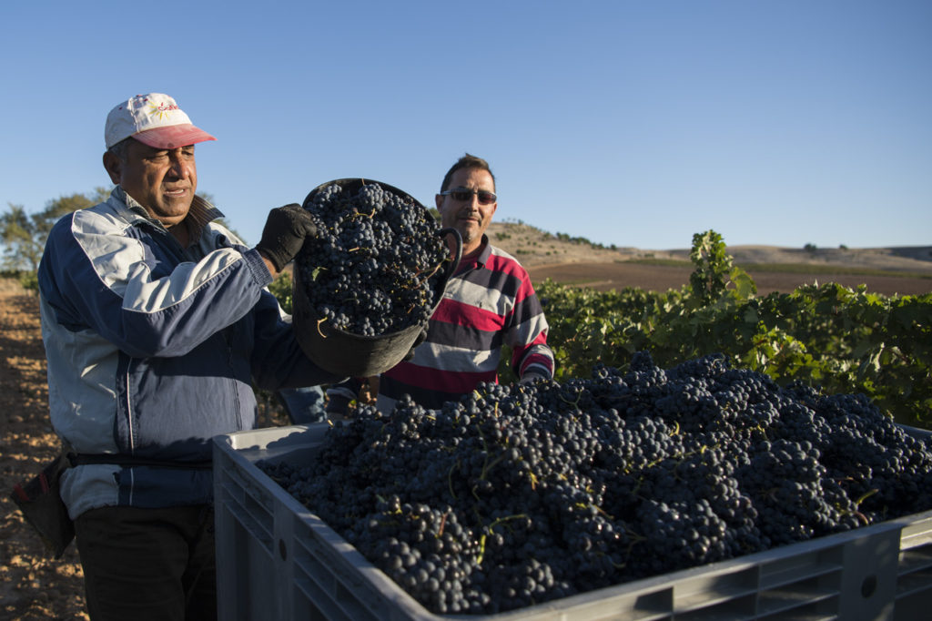 La bodega de Convento Oreja es un proyecto artesanal que plantea la producción de uvas como una creación.