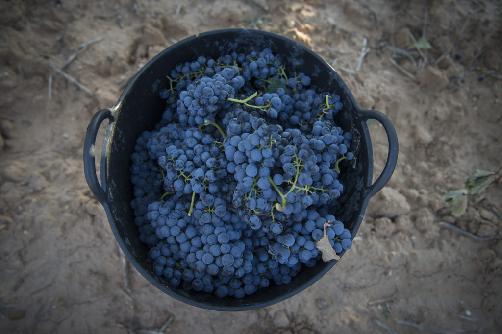 Este año 2020 la vendimia cerrará con alrededor de 285 millones de kilos de uva recogidos. Esto supone un 12% más respecto de 2019