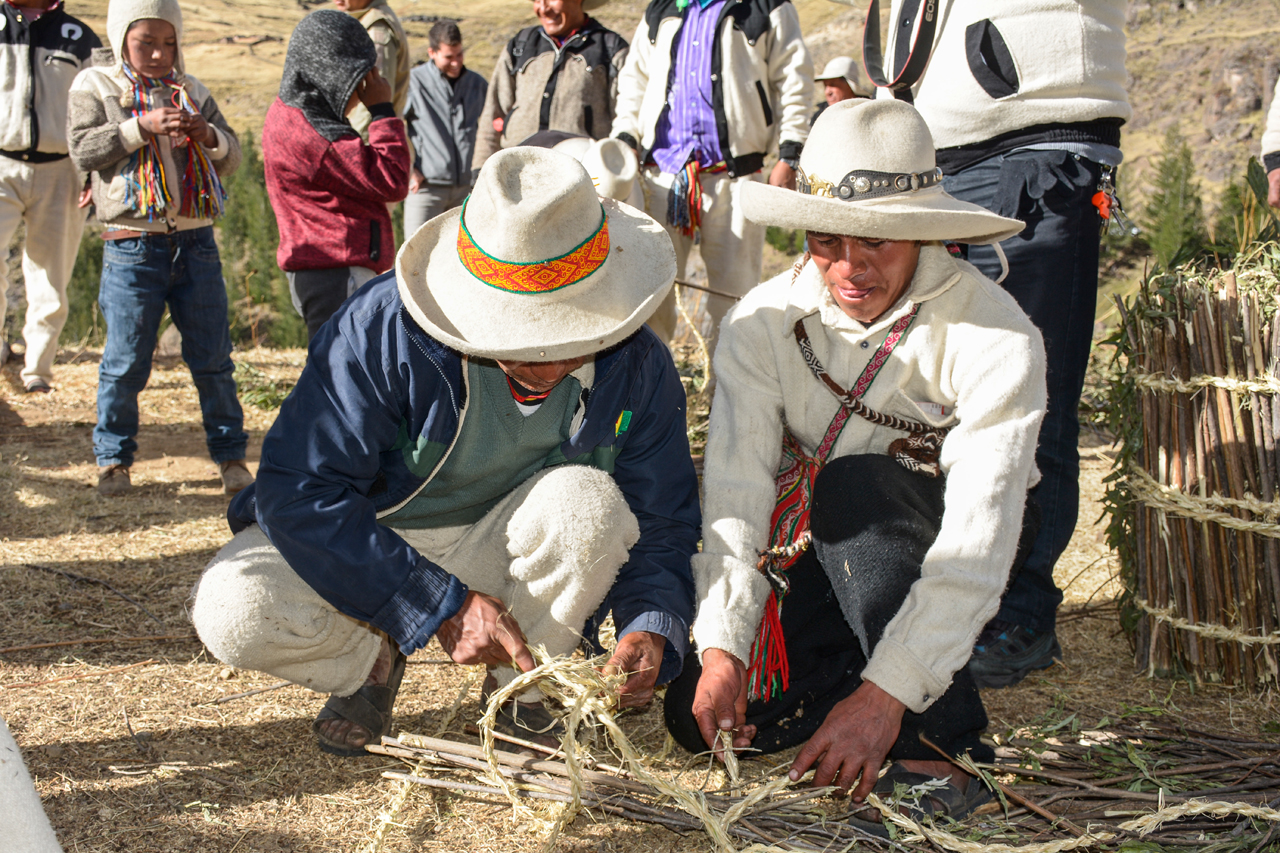 La recolección es noviembre y diciembre de la qoya ichu, que es un tipo de paja del altiplano de los Andes.