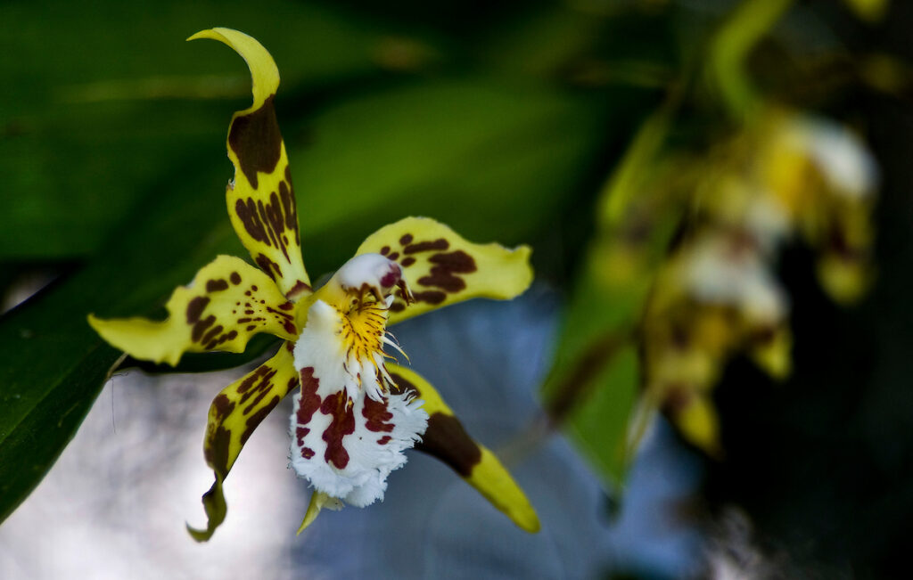 Odontoglossum hallii - orquídea Mindo - Patricio Realpe