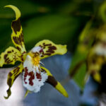 Odontoglossum hallii - orquídea Mindo - Patricio Realpe