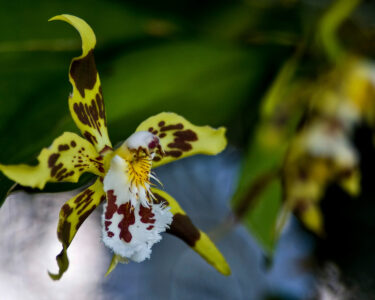 Odontoglossum hallii - orquídea Mindo - Patricio Realpe