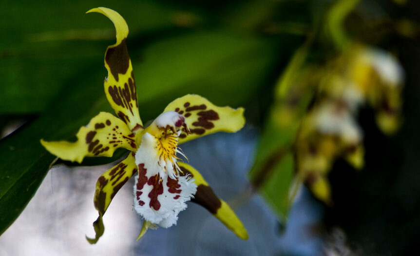 Odontoglossum hallii - orquídea Mindo - Patricio Realpe