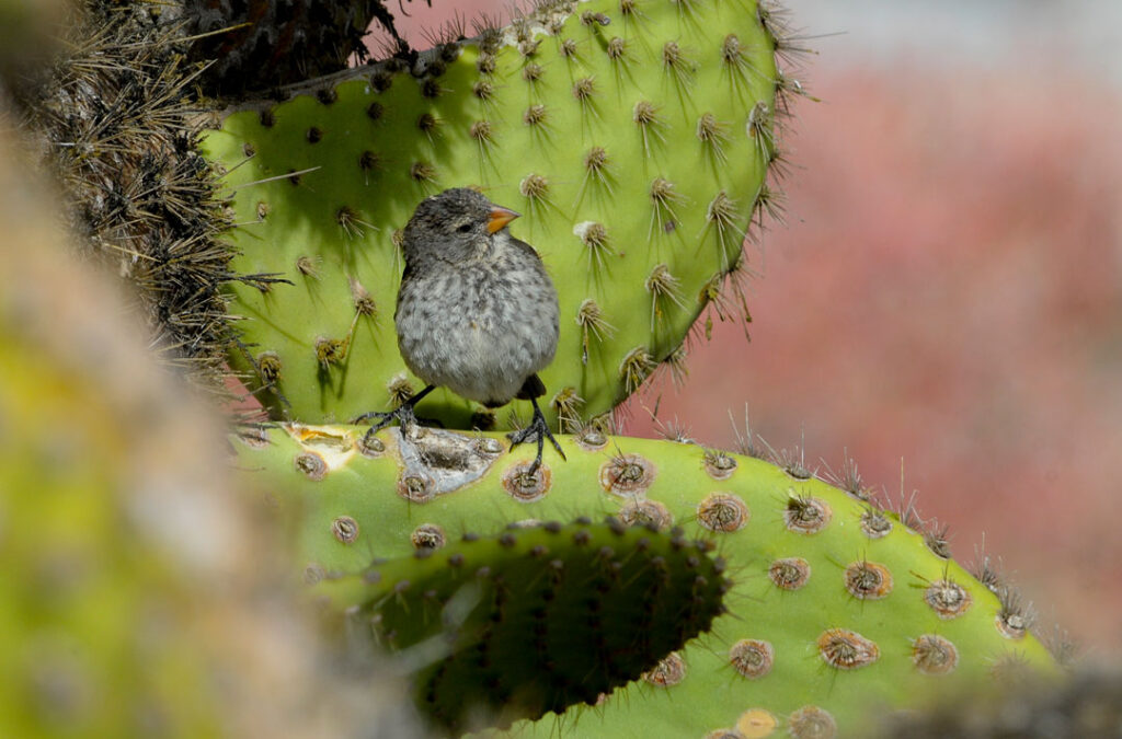 Pinzón de Darwin Galápagos