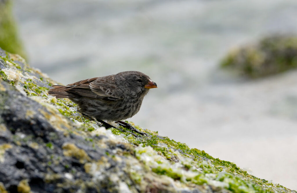 Darwin Finch. Galápagos. Patricio Realpe