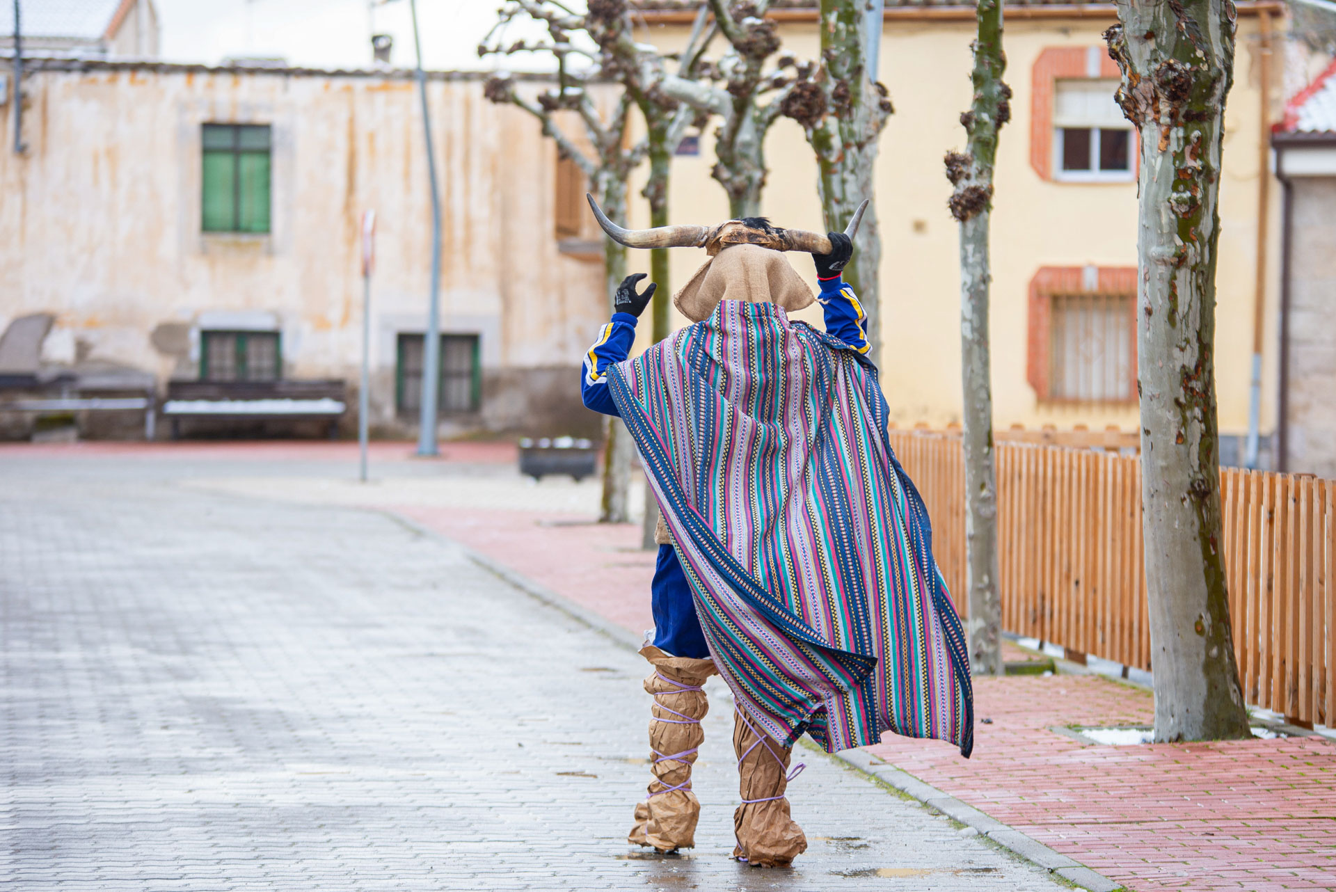 Toras de El Fresno durante la fiesta de San Antón en Ávila