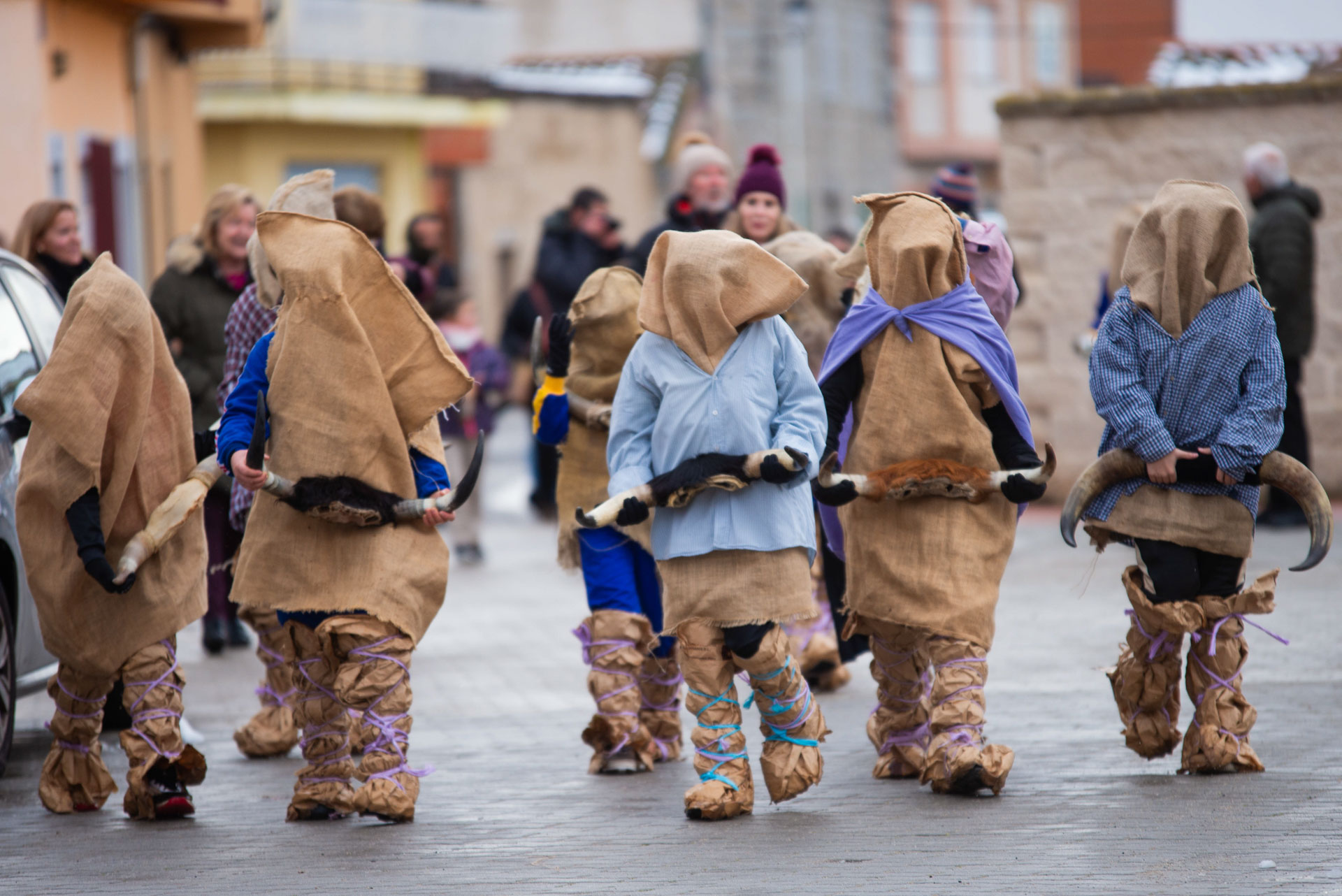 Toras de El Fresno durante la fiesta de San Antón en Ávila