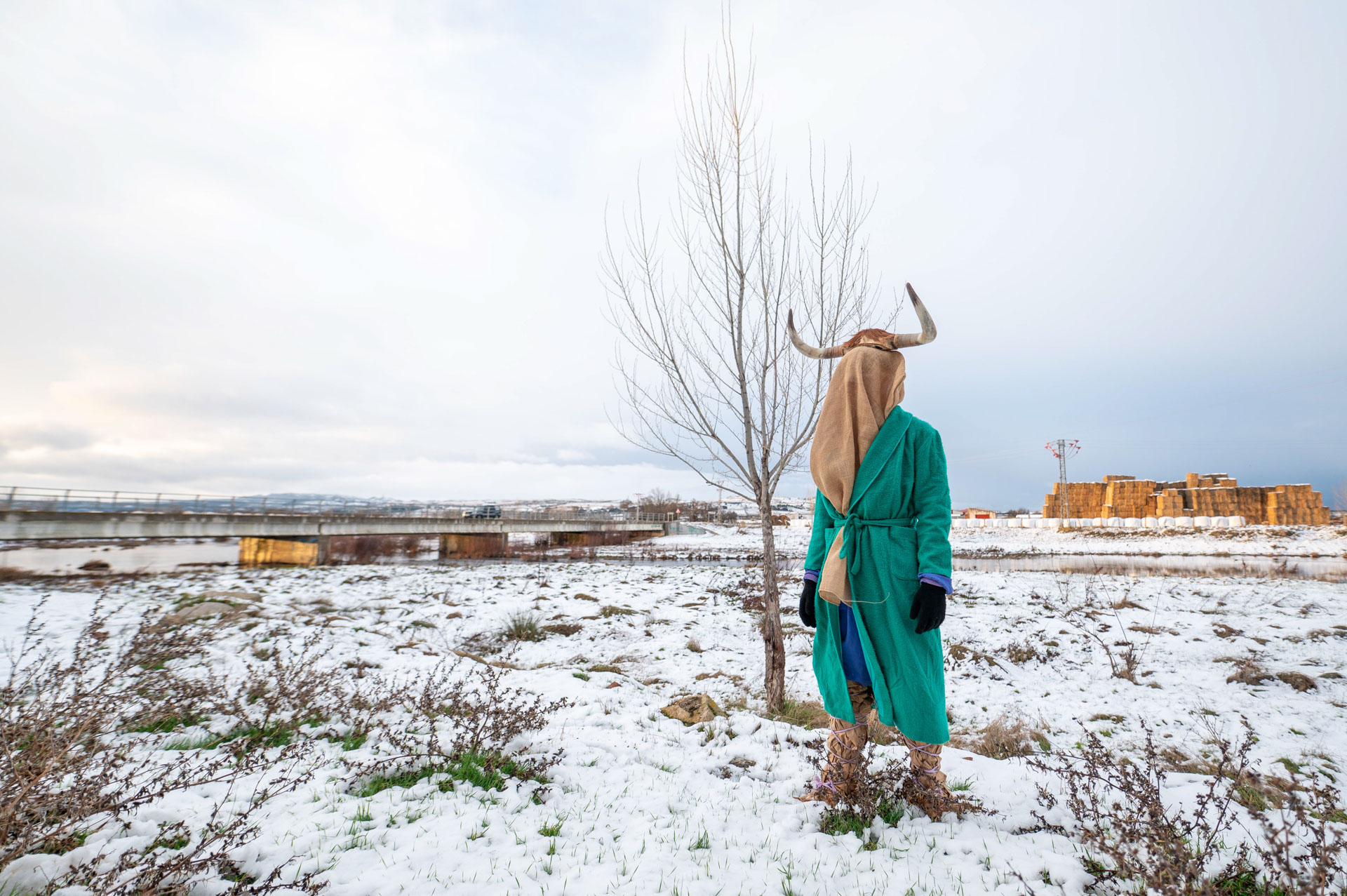 Toras de El Fresno durante la fiesta de San Antón en Ávila