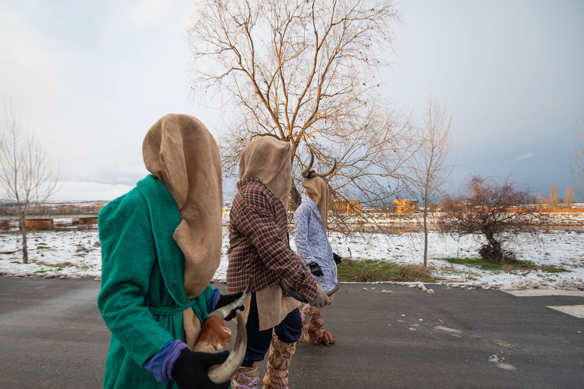 Toras de El Fresno durante la fiesta de San Antón en Ávila